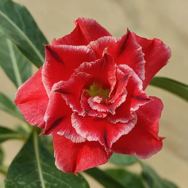Hybrid_Rosey_Verity_Grafted_Adenium_Live_Plant_16
