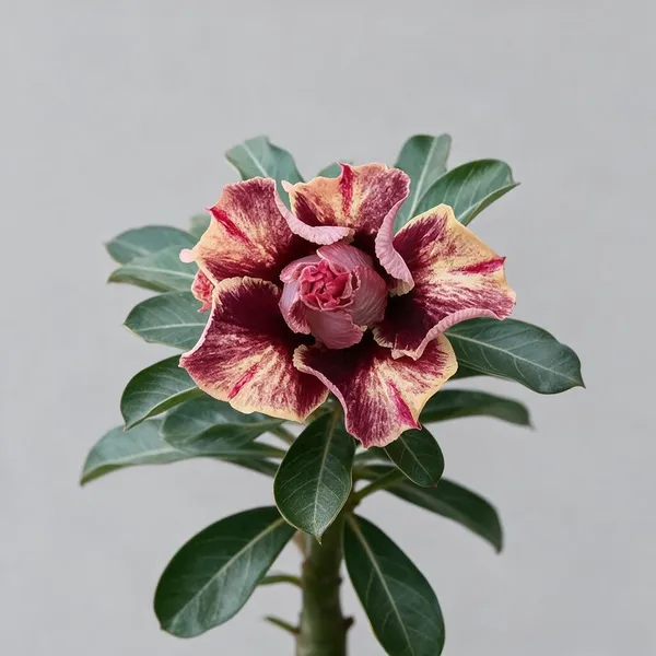 Hybrid_Rosey_Verity_Grafting_Adenium_Live_Plant