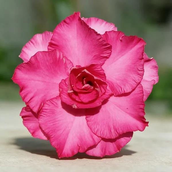 Hybrid_Rosey_Verity_Grafted_Adenium_Live_Plant_2