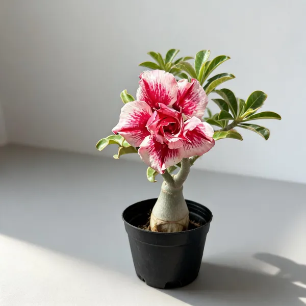 Rosy_Variety_Grafted_Adenium_Live_Plant