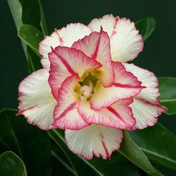 Hybrid_Rosey_Verity_Grafted_Adenium_Live_Plant