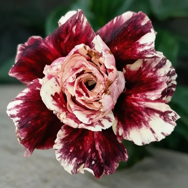 Hybrid_Rosey_Verity_Grafted_Adenium_Live_Plant_9