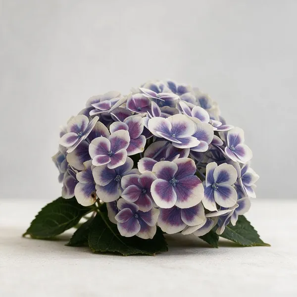 Hydrangea_Flower_Live_Plant_1.5-2_Ft