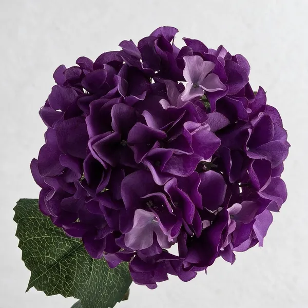 Hydrangea_Flower_Live_Plant_1.5-3_Feet