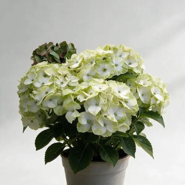 Hydrangea_Flower_Live_Plant