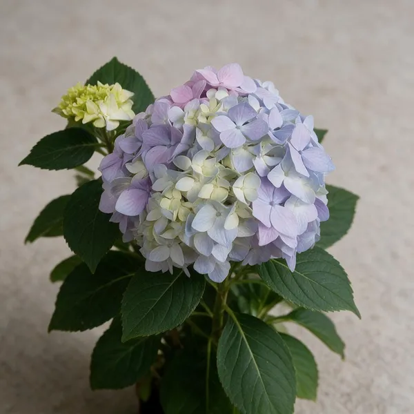 Hydrangea_Flower_Live_Plant_For_Home_&_Garden
