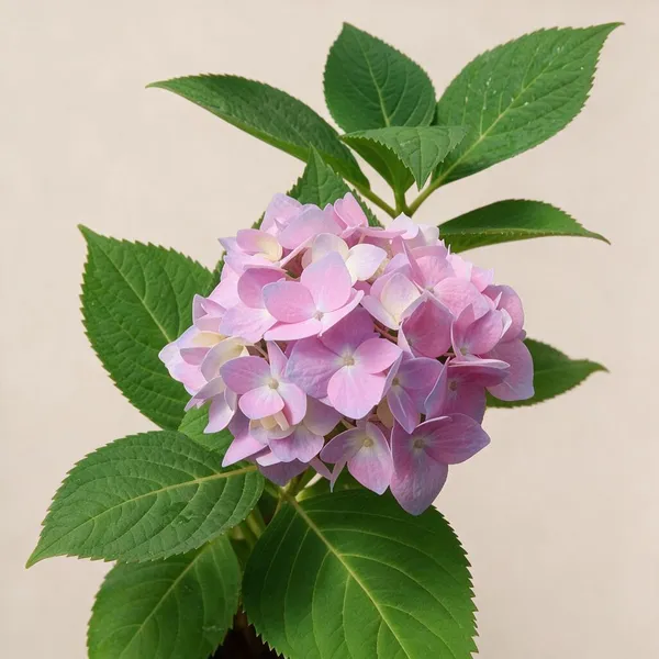 Hydrangea_Flower_Live_Plant