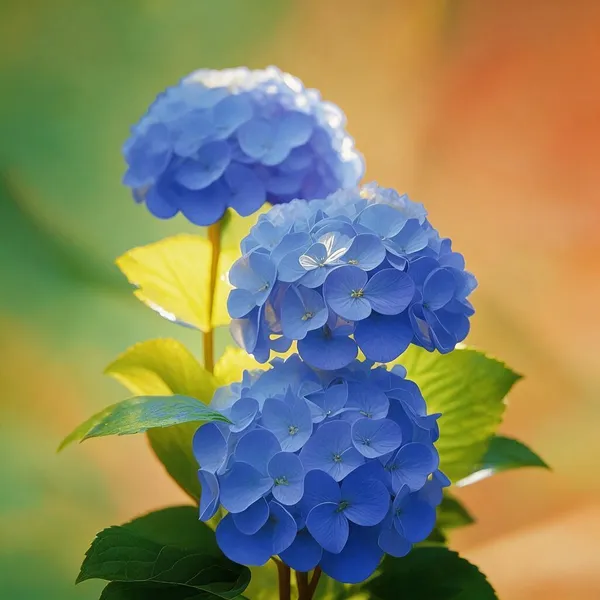 Hydrangea_Mophead_Flowering_Live_Plant