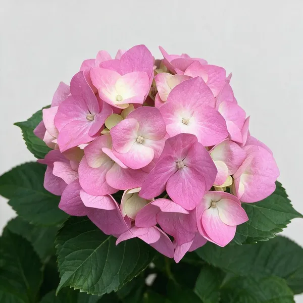 Hydrangea_Flower_Live_Plant