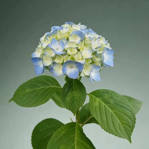 Hydrangea_Flower_Live_Plant
