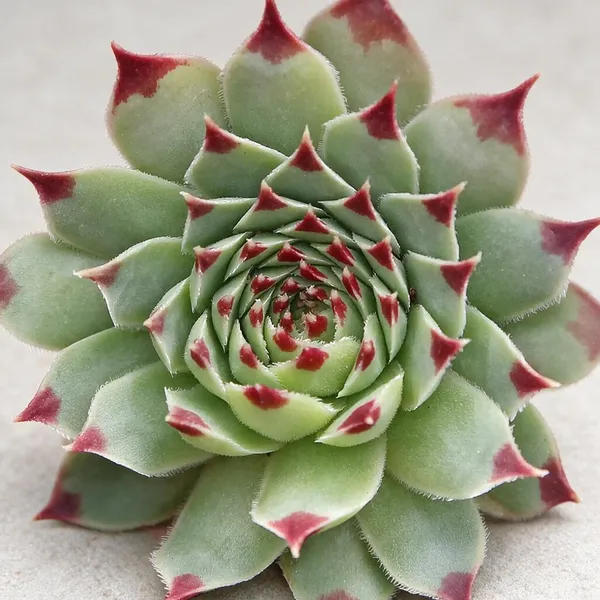 Lakshmi_Kamol_Flower_Live_Plant_(Pack_Of_3)