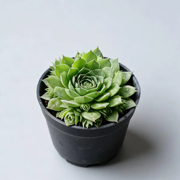 Lakshmi_Kamol_Ornamental_Flowering_Live_Plant