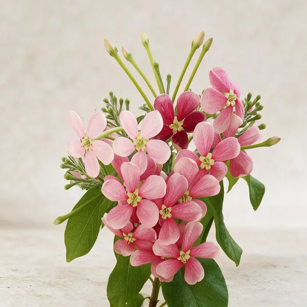 Madhumalati_Creeper_Flower_Live_Plant