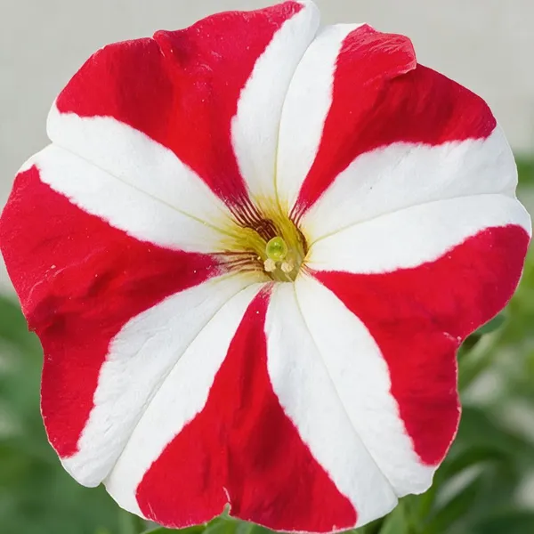 Petunia_Flower_Live_Plant