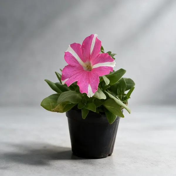 Petunia_Pink_And_White_Flower_Live_Plant
