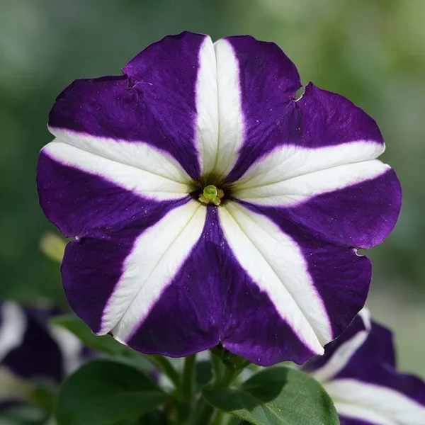 Purple_White_Petunia_Flower_Live_Plant