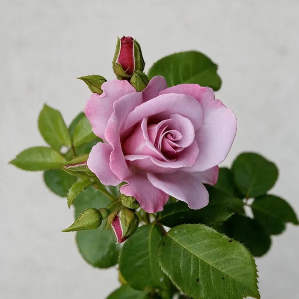 Pink_Rose_Live_Plant