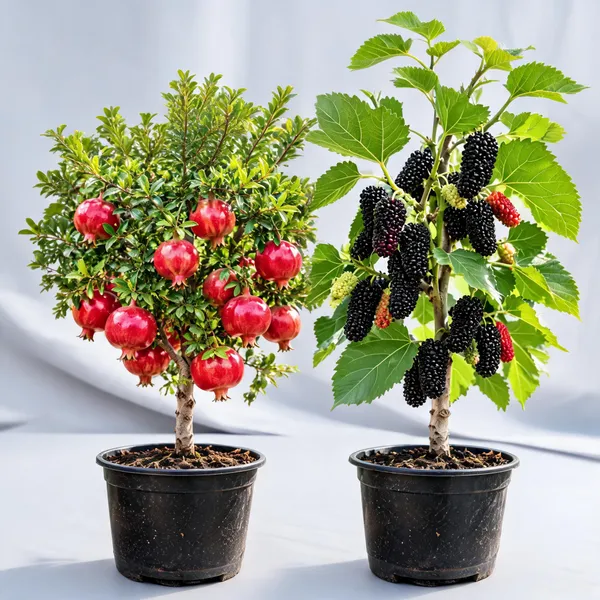 Pomegranate_And_Long_Mulberry_Fruit_Live_Plant_Pack_Of_2
