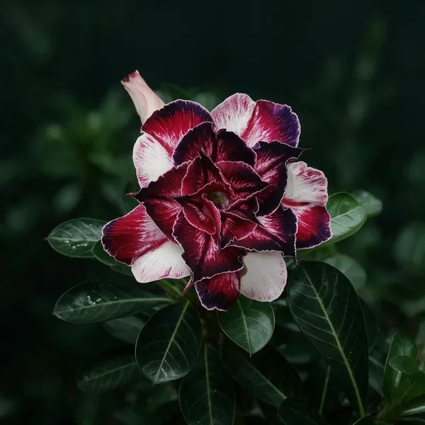 Rosey_Variety_Grafted_Adenium_Live_Plant
