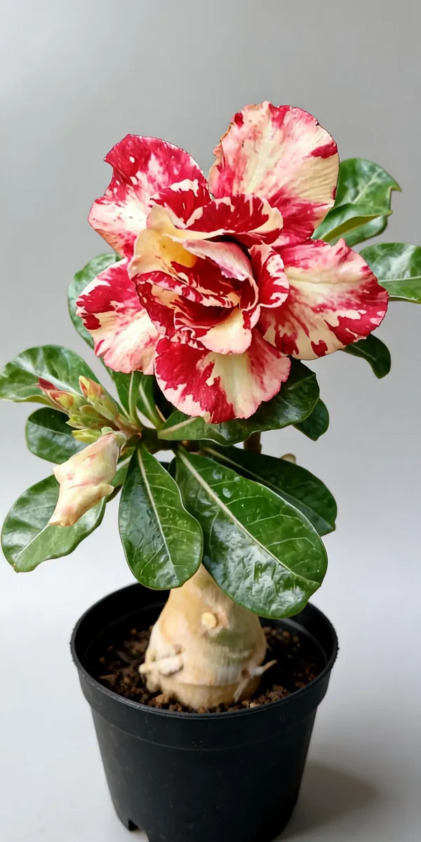 Rosey_Verity_Grafting_Adenium_Live_Plant