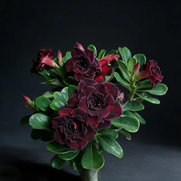 Rosey_Verity_Grafted_Adenium_Desert_Rose_Live_Plant