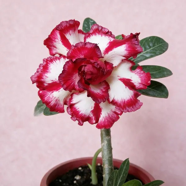 Rosey_Verity_Grafted_Adenium_Live_Plant