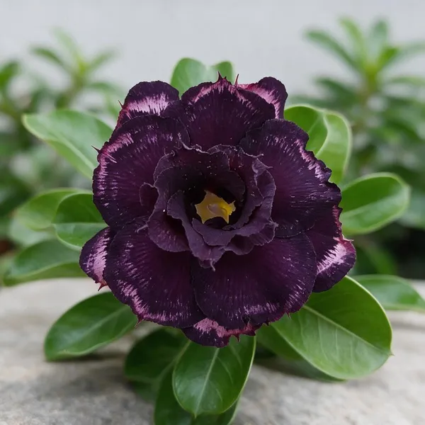 Rosy_Variety_Grafted_Adenium_Ornamental_Live_Plant
