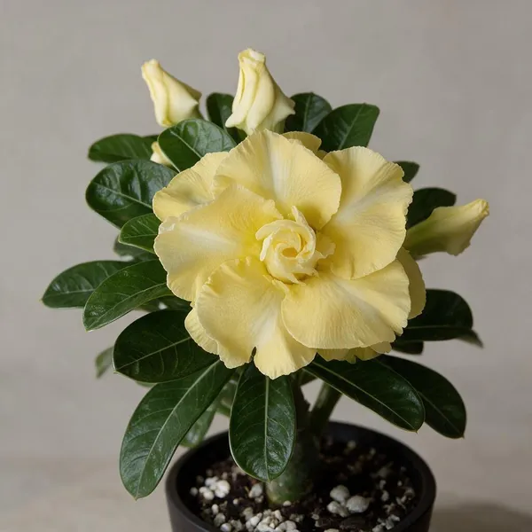 Rosey_Verity_Grafted_Adenium_Live_Plant_61