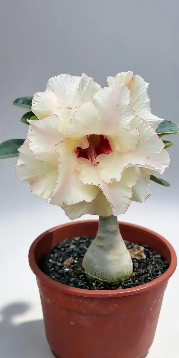 Rosey_Verity_Grafted_Adenium_Live_Plant