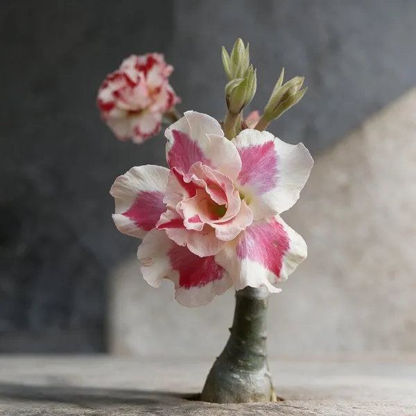 Rosey_Verity_Grafted_Adenium_Sculptural_Live_Plant