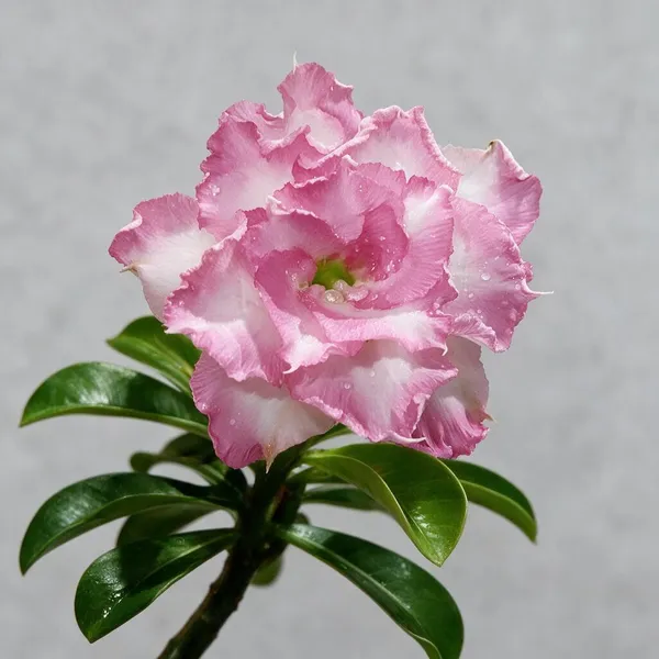 Rosey_Verity_Grafting_Adenium_Live_Plant_Var_75
