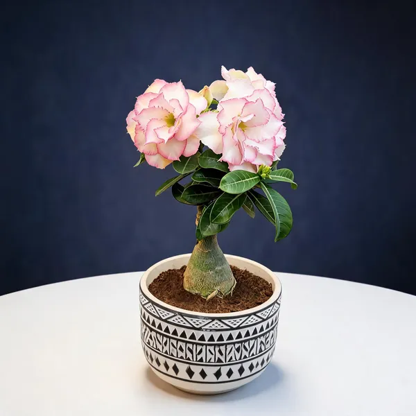 Rosey_Variety_Grafted_Adenium_Live_Plant