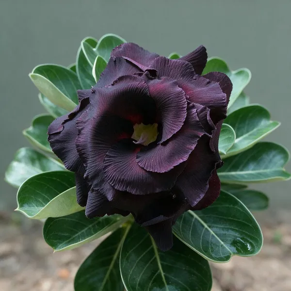 Rosey_Verity_Grafting_Adenium_Live_Plant_Var_81