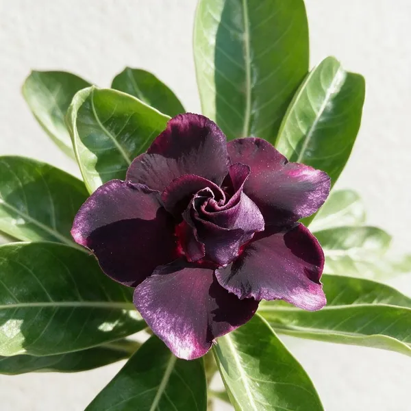 Rosey_Verity_Grafting_Adenium_Live_Plant