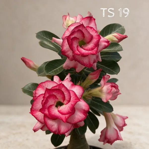 Rosey_Verity_Grafted_Adenium_Live_Plant_84