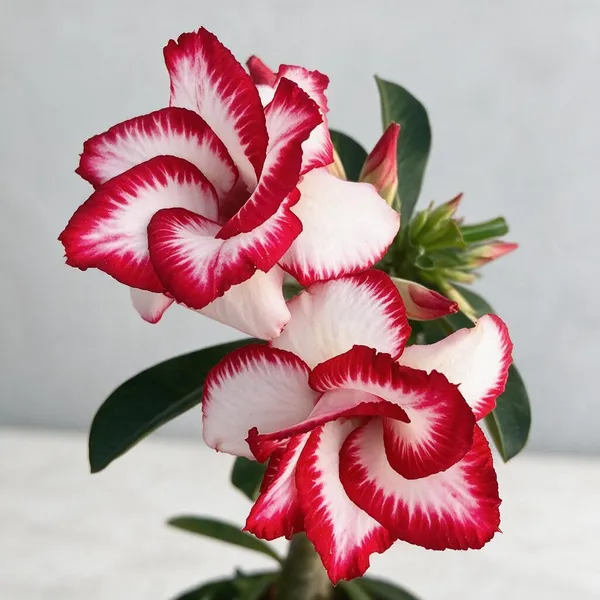 Rosey_Verity_Grafting_Adenium_Live_Plant