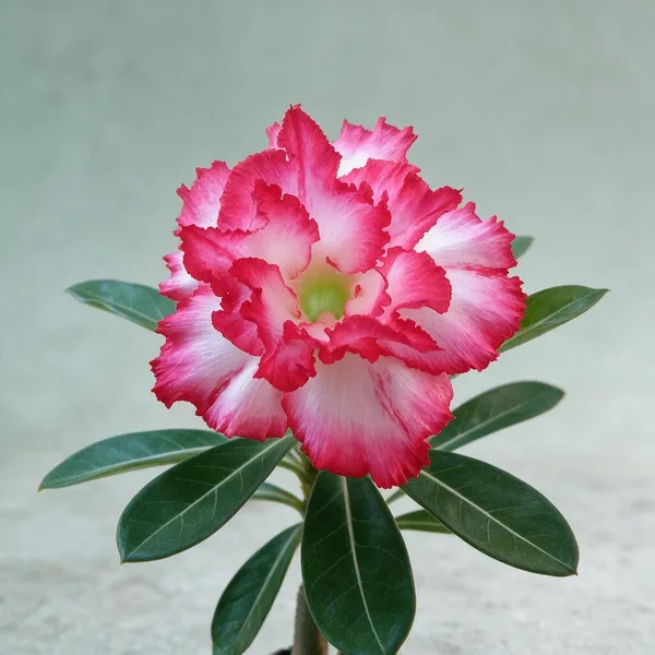 Rosey_Verity_Grafting_Adenium_Live_Plant_Var_89
