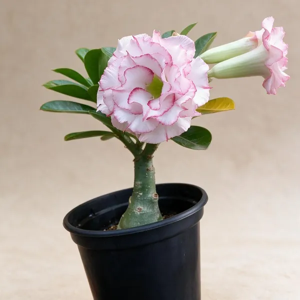 Rosey_Verity_Grafting_Adenium_Live_Plant_Var_93