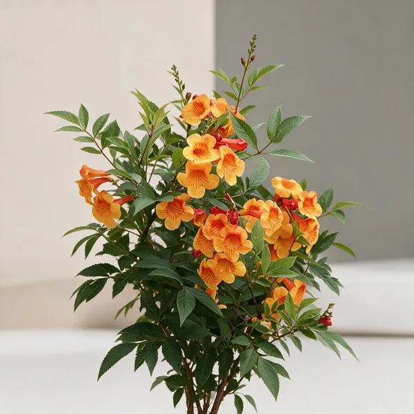 Tecoma_Capensis_Orange_Trumpet_Flower_Shrub