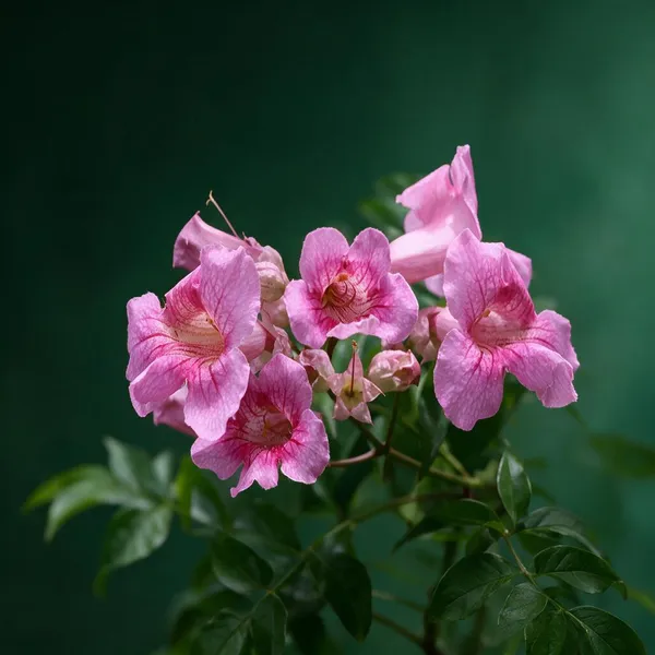 Tecoma_Climber_Pink_Creeper_Live_Plant