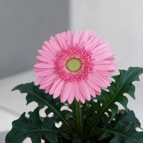 Tissue_Culture_Gerbera_Live_Plant