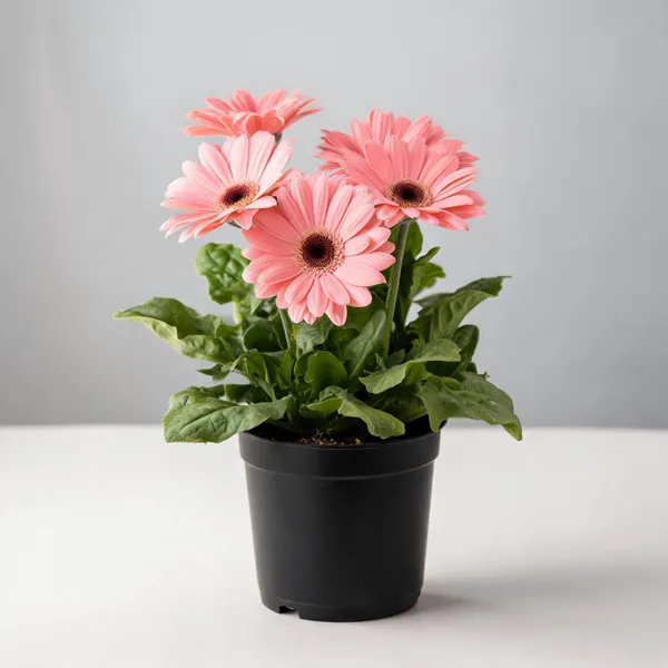 Tissue_Culture_Gerbera_Live_Plant