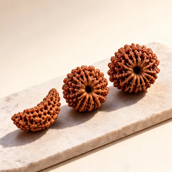 Political_Leaders_Ministers_Mps_Rudraksha_Set_1_Mukhi_12_Mukhi_14_Mukhi