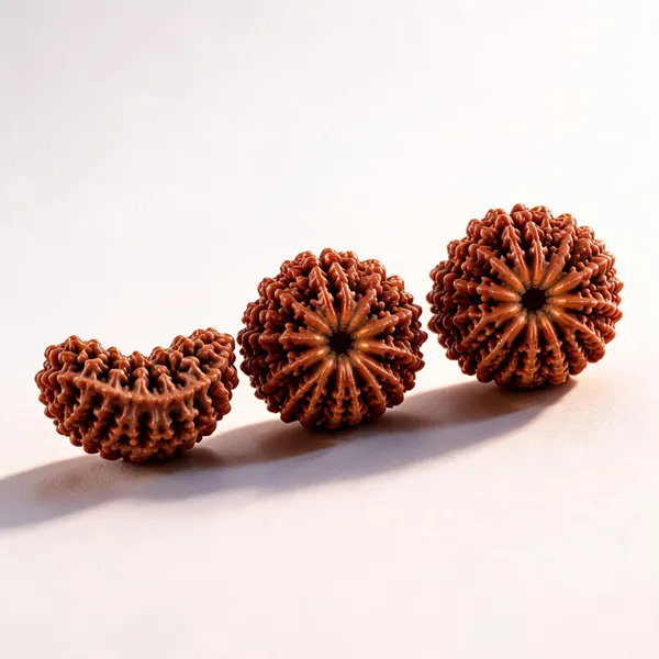 Contractors_Rudraksha_Set_1_Mukhi_12_Mukhi_14_Mukhi