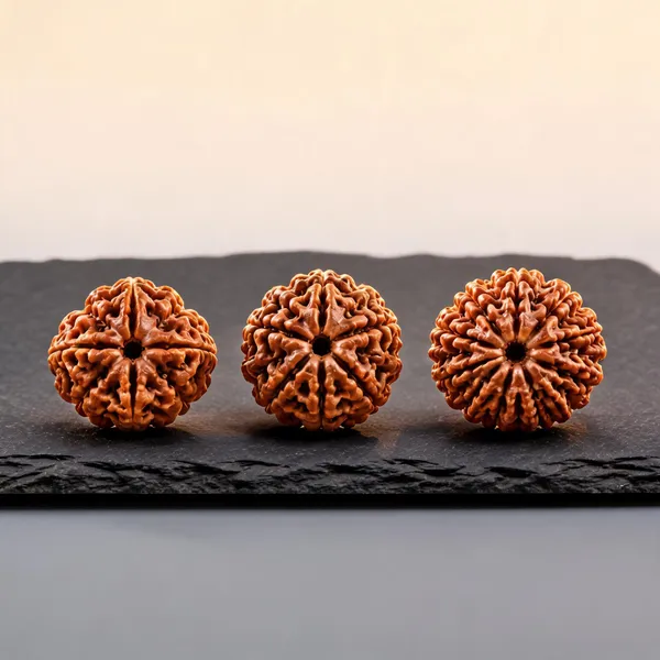 Judges_Advocates_Rudraksha_Set_4_Mukhi_6_Mukhi_11_Mukhi