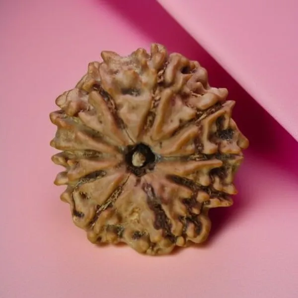Natural_Rudraksha_Seed_10_Mukhi_Bead