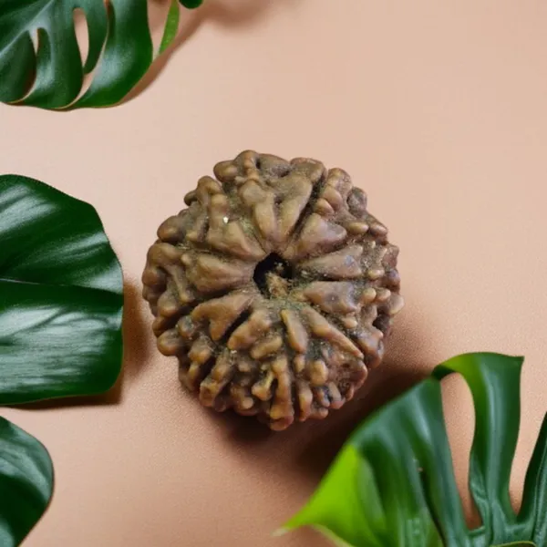 Natural_Rudraksha_Seed_9_Mukhi_Bead