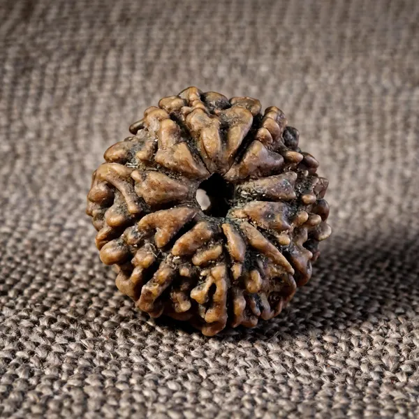 Natural_Rudraksha_Seed_8_Mukhi_Bead