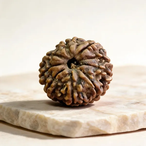 Natural_Rudraksha_Seed_8_Mukhi_Bead