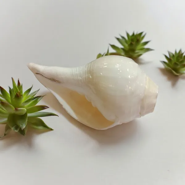 Natural_Vamavarti_Conch_Shell_Shankh